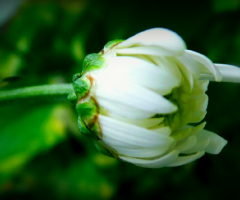 a bud is blooming