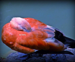 Taking a nap