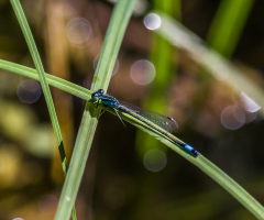 Blue Dragonfly