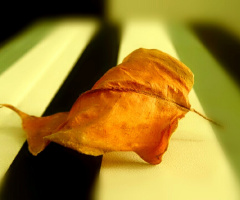 fallen leaf