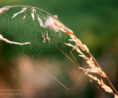 spider for luck