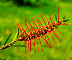 Brush Flower...