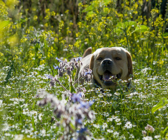 Flower-Power ;-)