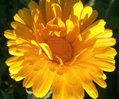 yellow sun
