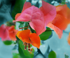 pink blossom II