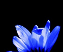 blue in the dark