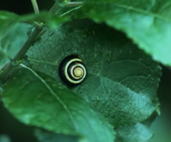 Eye Of A Leaf