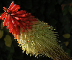 Strong Colorful Flower