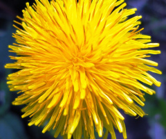 Flor amarela