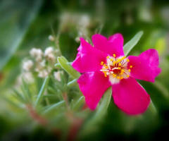 pink blossom II