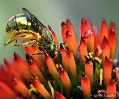 Echinacea and Bee