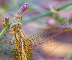 Lovely Dragonfly