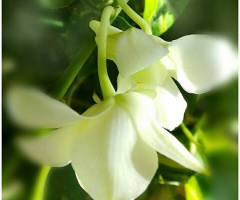 hanging orchid