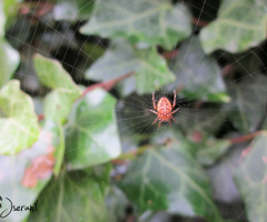 Spider RED