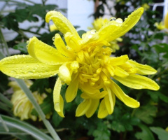 Flor amarela