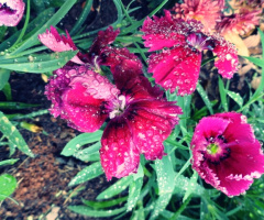 Rosa