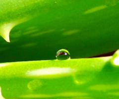 drop on leaves
