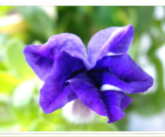 flower