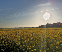 Warming Up A Mustard Field