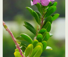 flower 