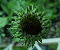 Green Is Hope