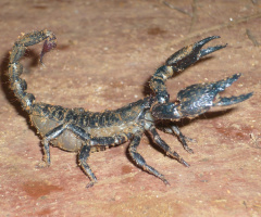 black scorpion
