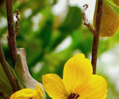 yellow blossom 