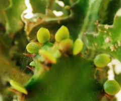 tenderness 