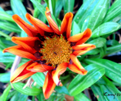 just a orange flower on the way .......