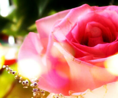 lovely rose ( effect used)
