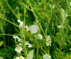 In the middle of the meadow
