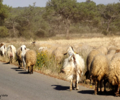 run run ... !!! sheep.. run 