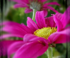 pink blooms at night 