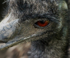 Focused Ostrich...