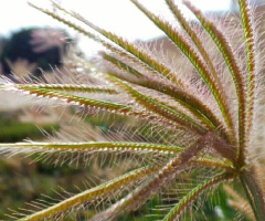 finding beauty in the wild 