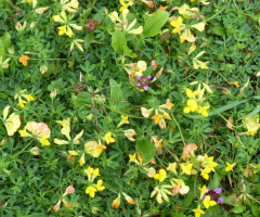 Blumenwiese
