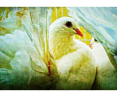 Feathered Beauty 