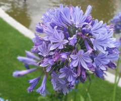 I Had To Shoot You !!!. Purple Friend !!