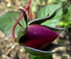 future beauty