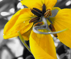 yellow blossom 