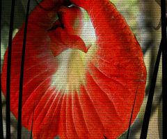 vibrant II 
