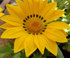Flor amarela