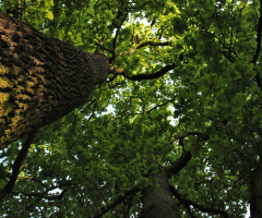The Way To The Green Ceiling