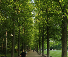 Running Between Green Walls 