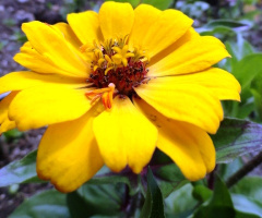 Flor amarela