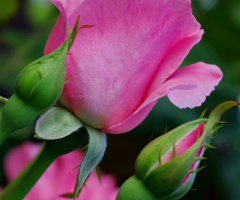 pure pink 