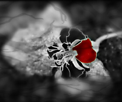 Red. Black and White 