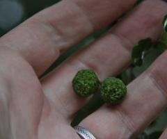 Growing In The Park
