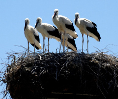 göç başlıyor....