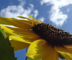 Flor amarela